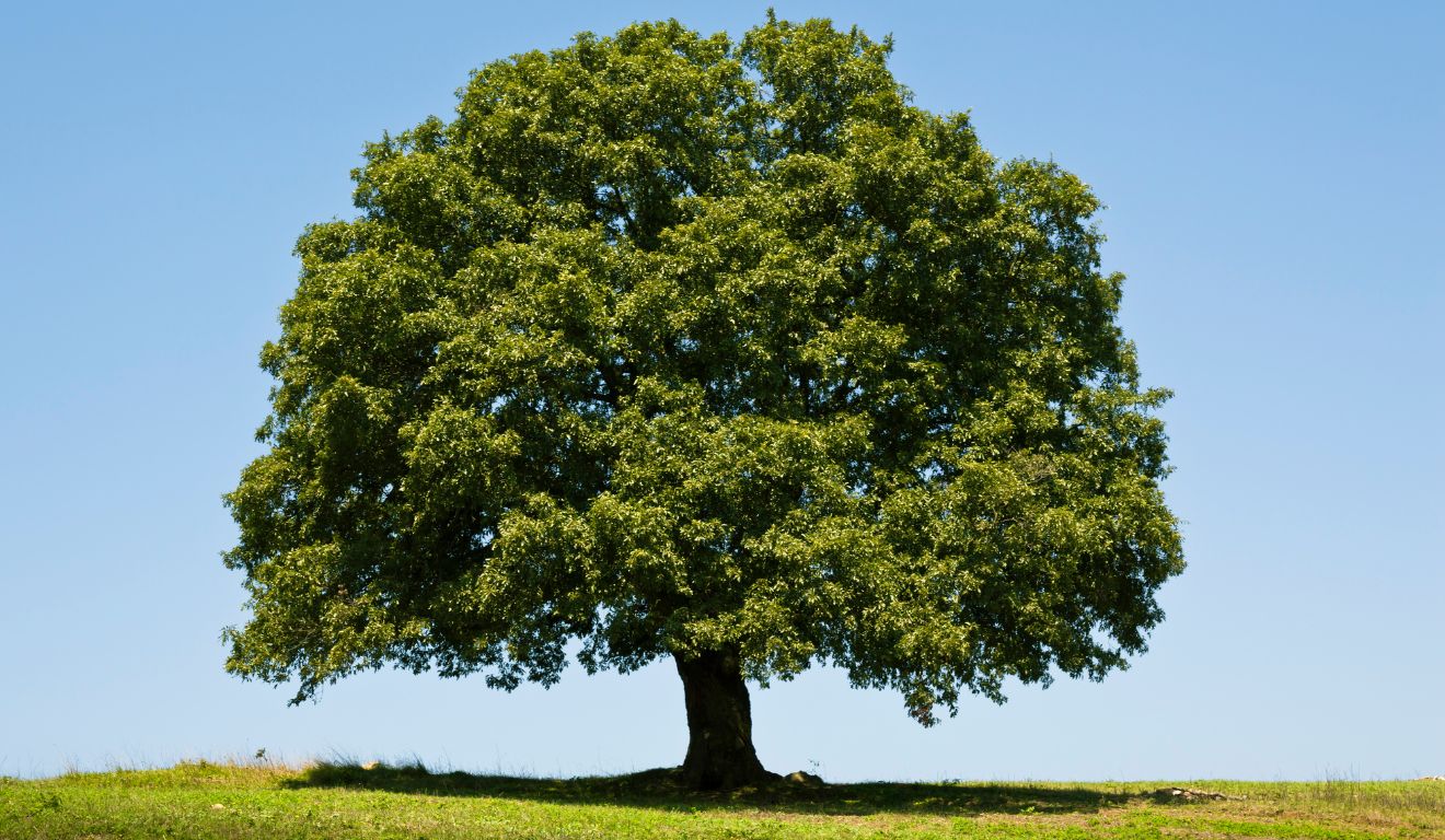 Investidora de unicórnios, Greenoaks levanta fundo de US$ 2,5B