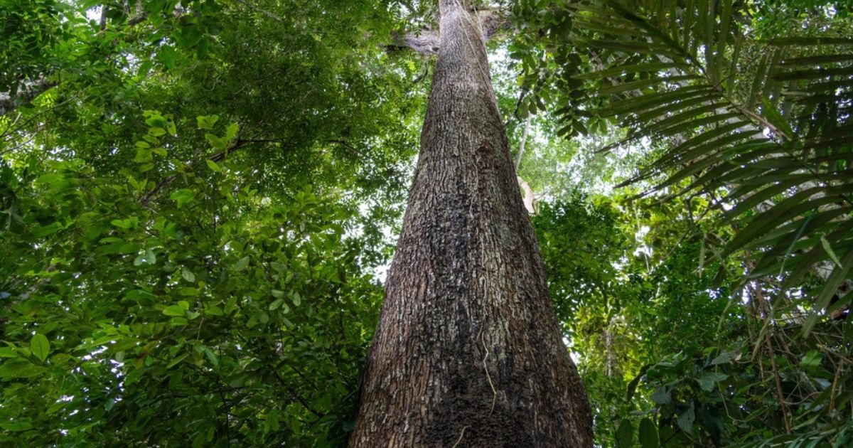 CESAR e CBA firmam cooperação técnica para impulsionar bioeconomia na Amazônia